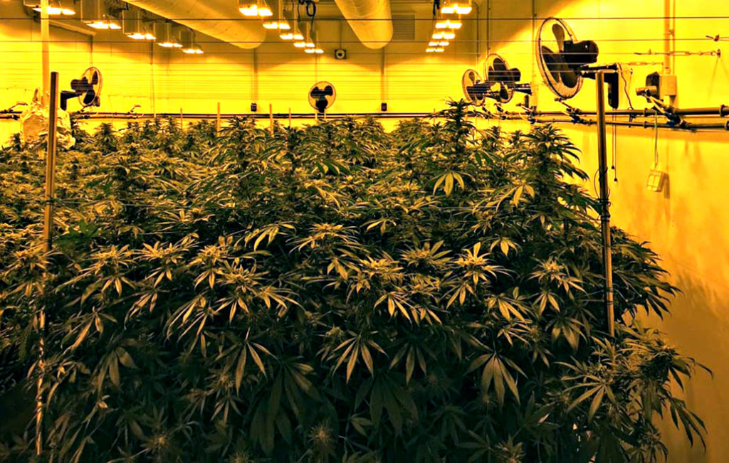 Le non-notizie sulla cannabis terapeutica Stabilimento Chimico Farmaceutico Militare di Firenze