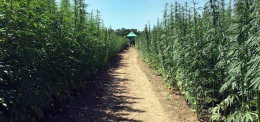 Campania finanzia progetti pilota sulla canapa cannabis Sativa Canapa Campana Caivano