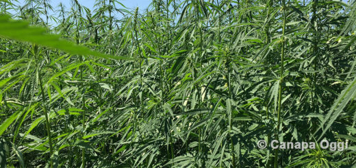 Campania finanzia progetti pilota sulla canapa Cannabis Sativa