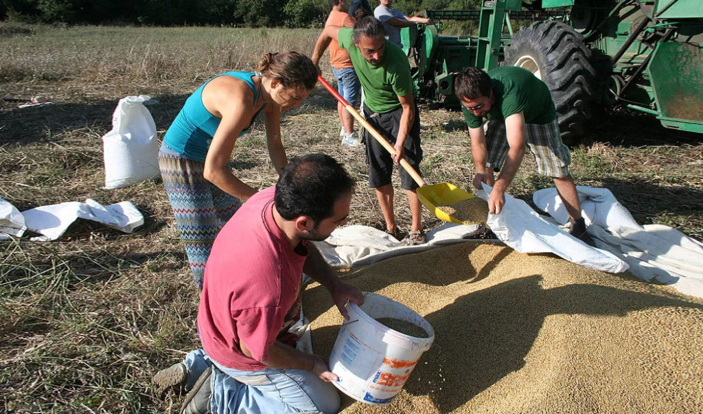 Società Cooperativa Agricola Lentamente, raccolta semi canapa