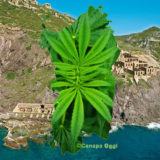 Sardegna fitodepurazione con cannabis sativa, laveria, la marmora, nebida