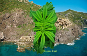 Sardegna fitodepurazione con cannabis sativa, laveria, la marmora, nebida