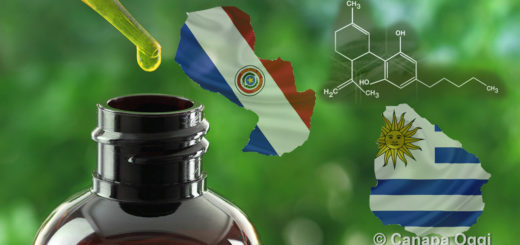 Paraguay Uruguay cannabis terapeutica olio CBD
