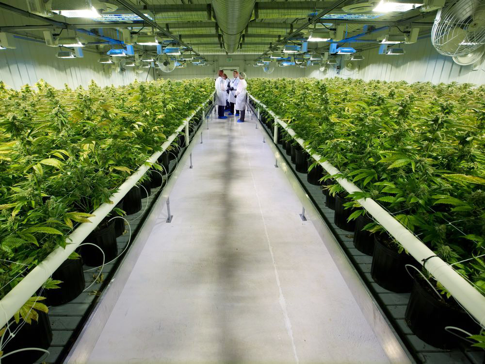 La canadese Aurora Cannabis vince il bando italiano