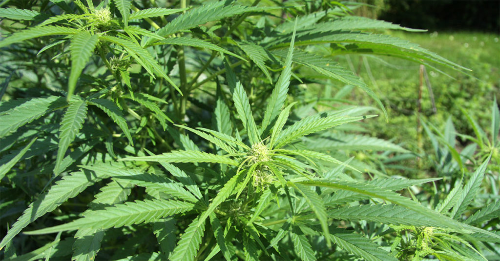 Ticino l'associazione degli orticoltori vede nella produzione di cannabis un forte concorrente