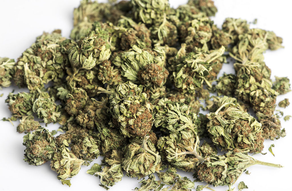 Cannabis Light Legale nel circuito tabaccai Mr Myld infiorescenze alta concentrazione CBD
