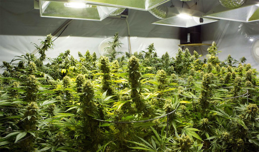 Importazioni di Cannabis Light Legale