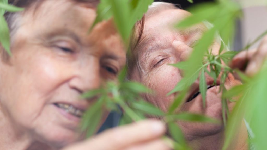 Israele, la Cannabis Terapeutica riduce in modo sicuro il dolore negli anziani
