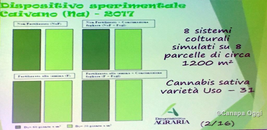 Meccanizzazione nella Canapa Industriale: prove coltivazione per produzione seme