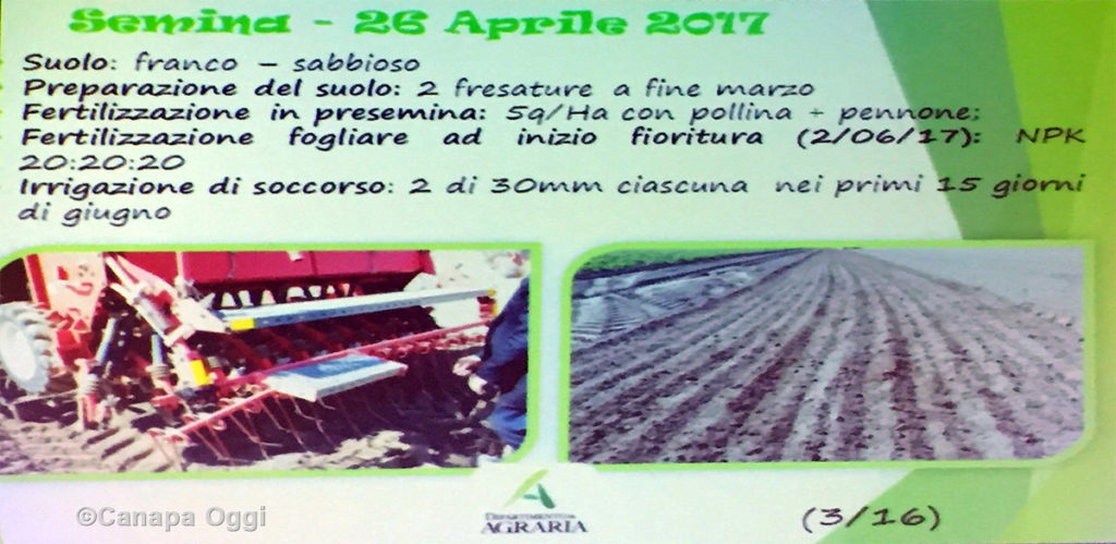 Meccanizzazione nella Canapa Industriale: prove coltivazione per produzione seme