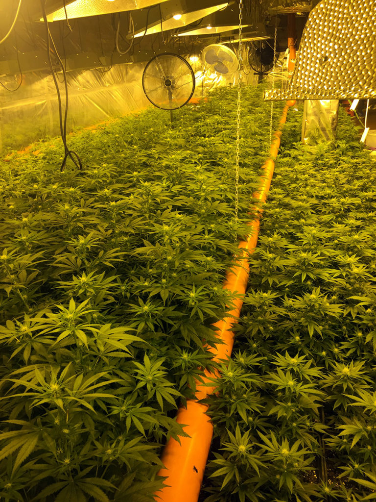 Cannabidiol distribution nuova leader per la Cannabis Light-Legale coltura indoor