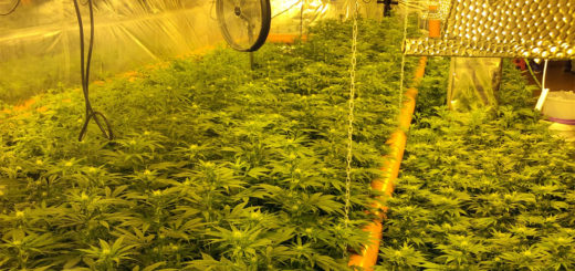Cannabidiol Distribution cresce nella Cannabis Light-Legale: coltura indoor