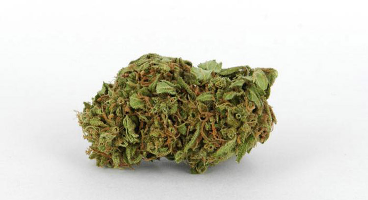 Cannabidiol distribution nuova leader per la Cannabis Light-Legale Orange Bud