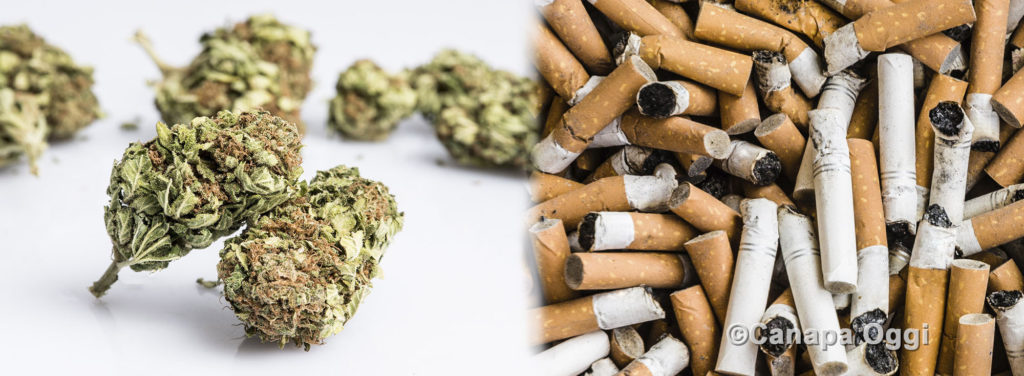 Cannabis Light Codacons chiede al Css di adottare analogo parere per la nicotina
