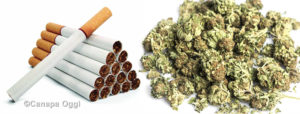 Cannabis Light Codacons chiede al Css di adottare analogo parere per la nicotina
