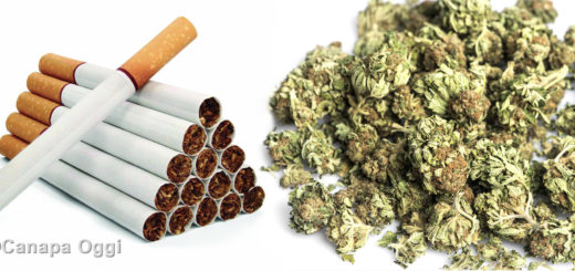 Cannabis Light Codacons chiede al Css di adottare analogo parere per la nicotina