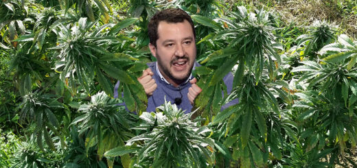 Salvini bandisce la Cannabis Light con THC oltre lo 0,5 per cento