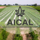 Aical Associazione Italiana Cannabis Light