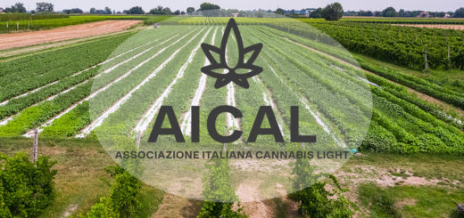 Aical Associazione Italiana Cannabis Light