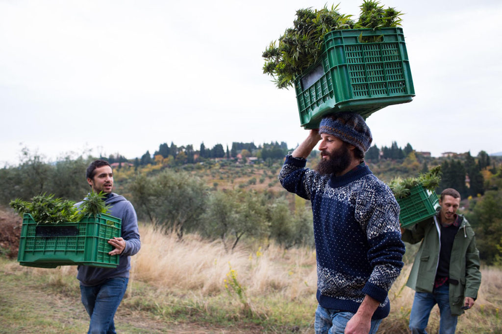 Erba del Chianti un'eccellenza della Canapa in Toscana