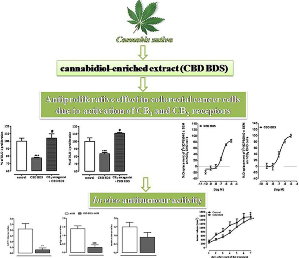 Carcinogenesi del Colon inibita dal CBD Cannabidiolo