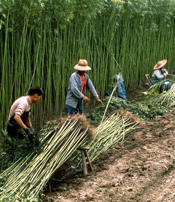 Cina e Canapa industriale boom economico