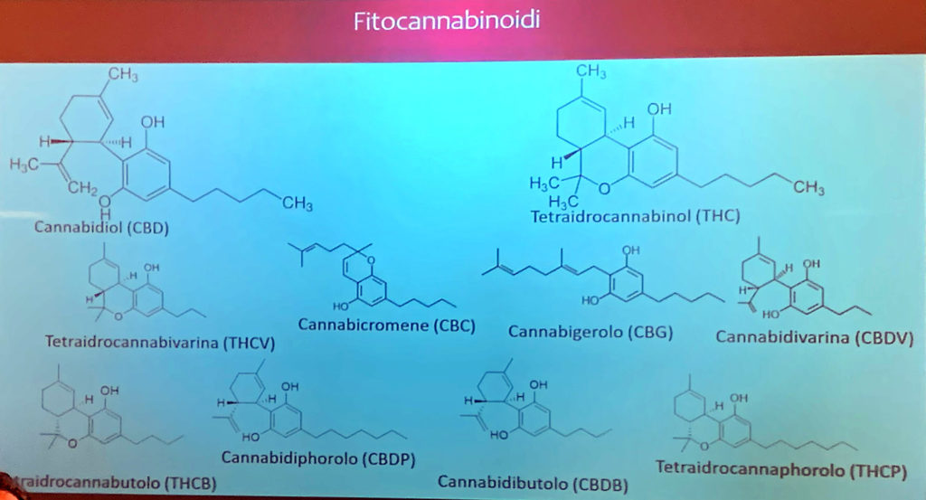 Federcanapa e la necessità di una svolta della politica nazionale sulla Canapa. fitocannabinoidi