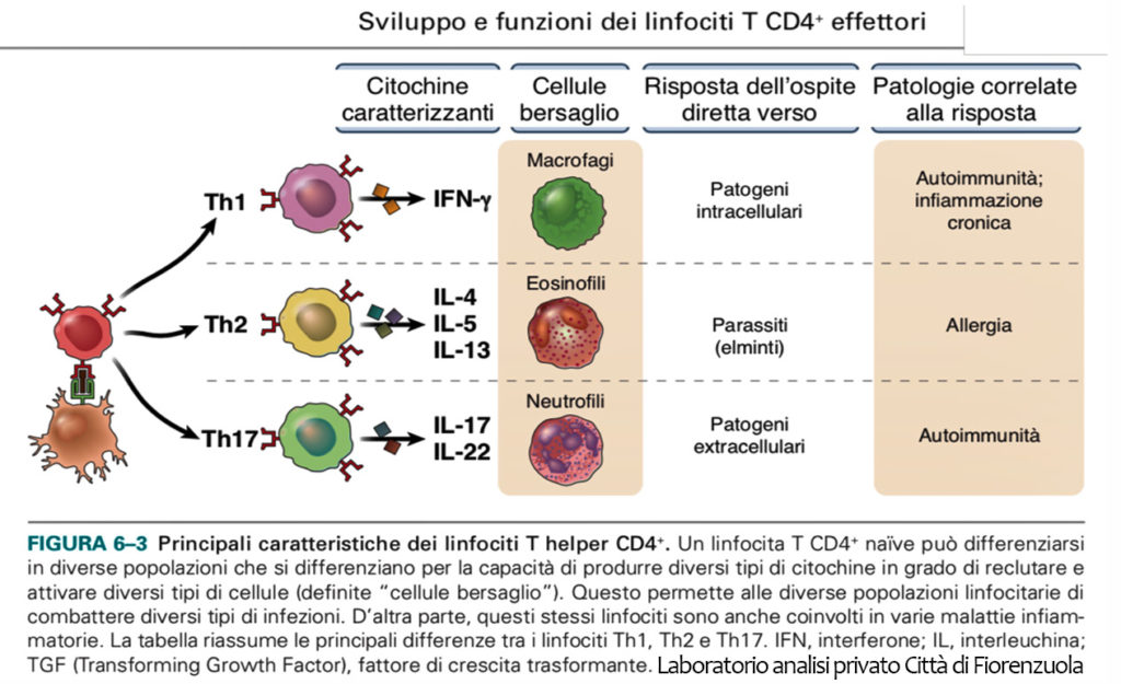 Estratto di olio da Cannabis Sativa antagonista della Bpco, differenze linfociti TH1 e TH2