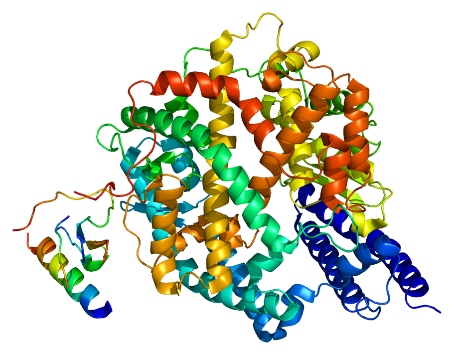 CBD efficace contro il Covid-19 - la proteina ACE2